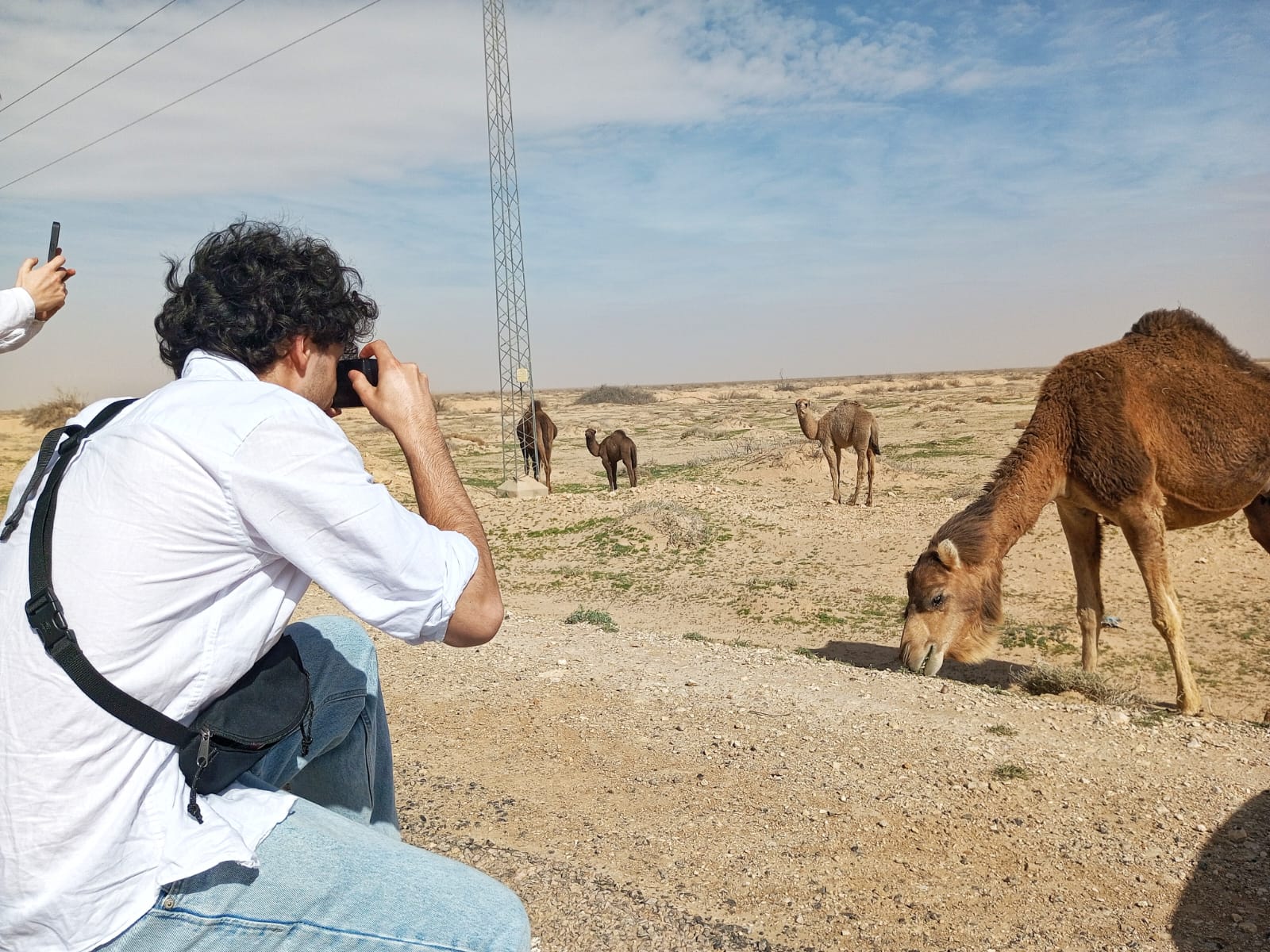 Dromadaire dans le désert tunisien au coucher du soleil